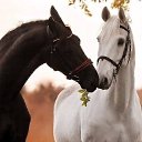 ���� �����, ������, 64 ���� - ��������� 2 ������ 2018 � ������ ���� ����������