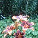 ���� ������, �����-���������, 55 ��� - ��������� 20 ����� 2018 � ������ ���� ����������