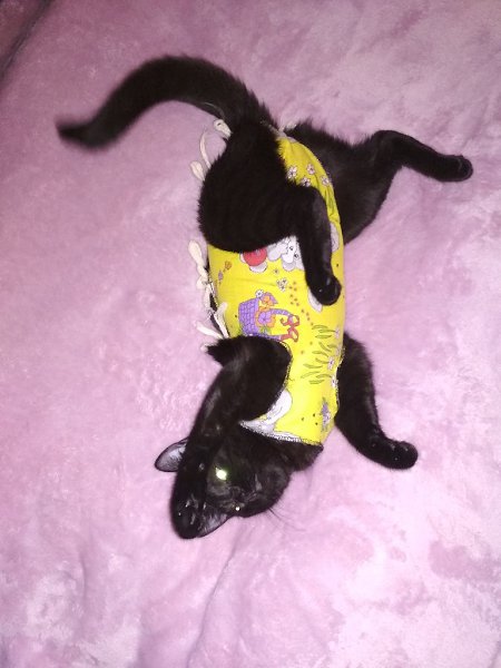 #Безкота_добро.Подобрали на даче маленького котенка в возрасте одного месяца, глаз был заплывший, ... - 7