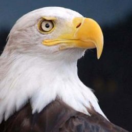 ������, ���������