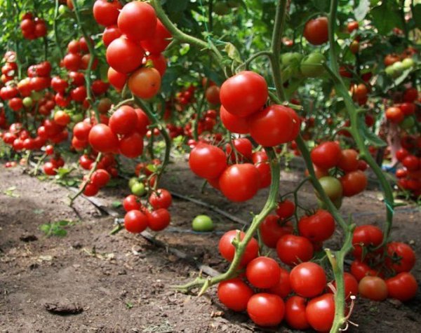 BioGrow Plus – универсальное удобрение Овощи и фрукты растут, как сумасшедшие ... - 4