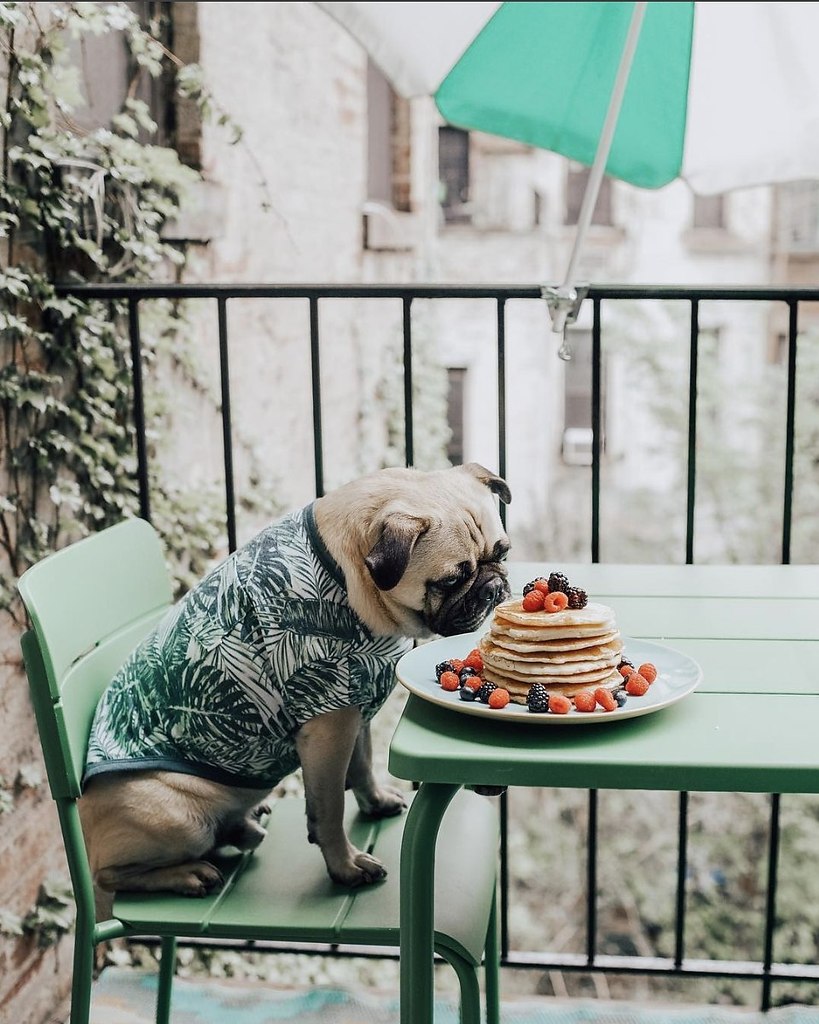     ! : honeyidressedthepug #@ican - 3
