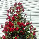 ���� ����, ������, 54 ���� - ��������� 19 ���� 2018 � ������ ���� ����������