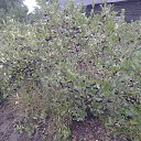 ���� �����, �������� - ��������� 7 ������� 2017 � ������ ���� ����������