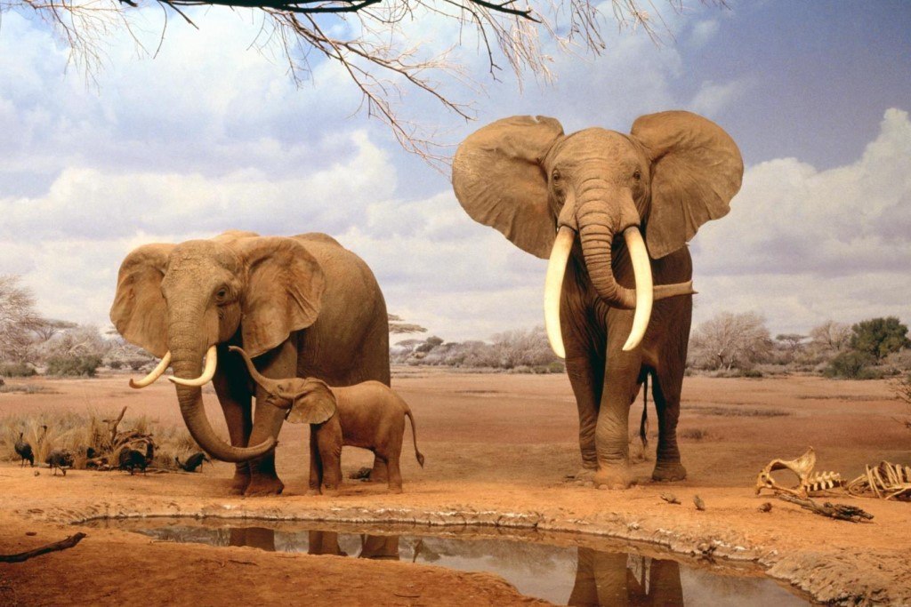 Africa - 5