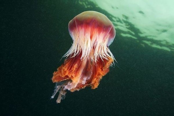 Щупальца гигантской арктической медузы могут достигать в длину 36 метров. #опросы