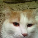 ���� ���� ������, �������, 62 ���� - ��������� 15 ������� 2017 � ������ ���� ����������