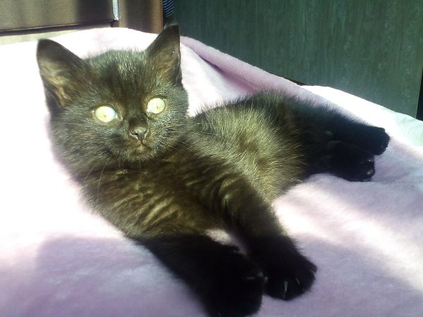 #Безкота_добро.Подобрали на даче маленького котенка в возрасте одного месяца, глаз был заплывший, ...