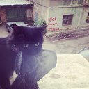 ���� �����, ����, 36 ��� - ��������� 11 ������� 2018 � ������ ���� ����������