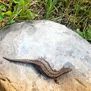 ���� ������, ����������, 56 ��� - ��������� 1 ���� 2018 � ������ ������ ��������