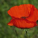 ���� Rosa, ��� - ��������� 2 ��� 2018 � ������ �****�