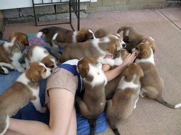 К нам медленно крадется Год Собаки, Пока еще всего лишь Желтого Щенка. Каким он будет: злым или ...