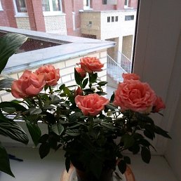 ������, ���������