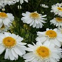 ��� ������� ������� �� ������� ���� ����������