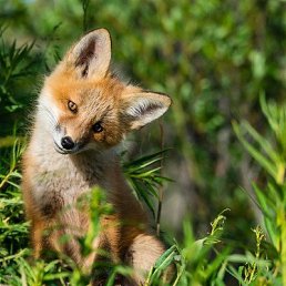 ���� ������, ��������� - ��������� 17 ��� 2018