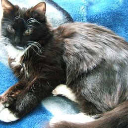 �����, ������, 55 ���