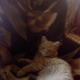 �����, ������, 62 ����