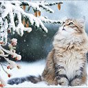 ���� �atjana, ��������� - ��������� 12 ������� 2017
