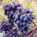 ���� ���������, �����������, 60 ��� - ��������� 4 ������� 2018 � ������ ���� ����������