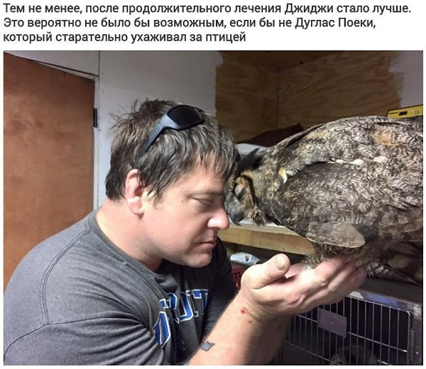 Сова выразила признательность человеку, который спас ее, подарив свои искренние объятия - 2