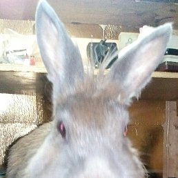 Bob, ����, 68 ���