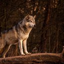 ���� �������, ��������, 40 ��� - ��������� 7 ������ 2018 � ������ ���� ����������