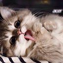 ���� �����, ������, 53 ���� - ��������� 15 ���� 2018 � ������ ���� ����������