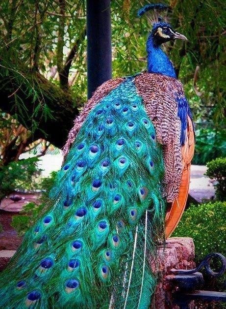 Чудо природы - 3