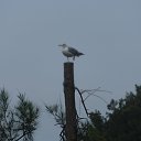 ���� �������, ������, 44 ���� - ��������� 29 ���� 2018 � ������ ���� ����������