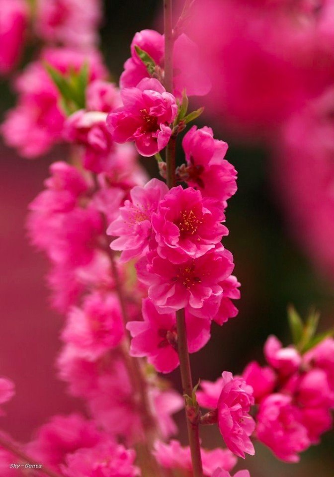 ����� ����� - ����� ����� �����, ���� ������� � ����� �����. - 3