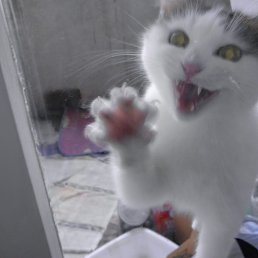 ��������, �����������, 53 ����