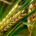 ���� ����, ����, 23 ���� - ��������� 20 ������ 2017 � ������ ���� ����������