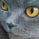  .., , 51  -  25  2018   ߻