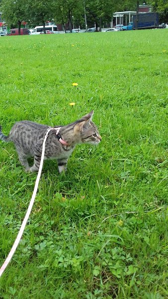#Безкота_добро.Трёх братиков услышали в прошивке над потолком на работе, оказывается котята уже 3 ... - 6