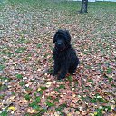 ���� �, ��������, 52 ���� - ��������� 22 ������ 2017 � ������ ������ ��������