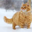 ���� ���, ������, 72 ���� - ��������� 30 ������� 2017 � ������ ���� ����������