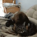 ���� ����, ������� ��������, 45 ��� - ��������� 8 ������ 2018 � ������ ���� ����������