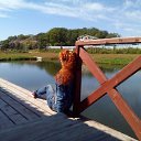 ��������� ��� ������ ����� �� ������� �������