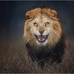 ������, ������, 38 ���