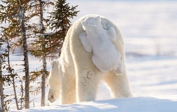 Победители международного конкурса на самую смешную фотографию мира животных. - 4