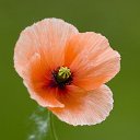 ���� Rosa, ��� - ��������� 2 ��� 2018 � ������ �****�