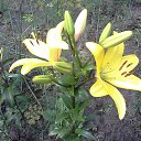 ���� ����, ����������, 47 ��� - ��������� 10 ������� 2017 � ������ ���� ����������