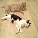 ���� ������, ������, 51 ��� - ��������� 21 ������ 2017 � ������ ���� ����������