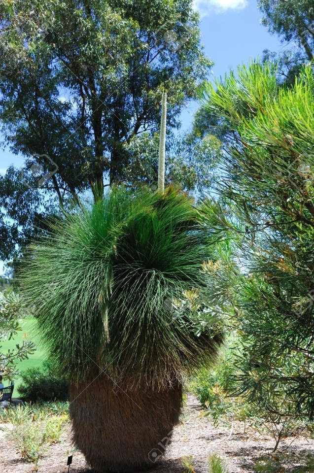 �������� ������ ���������� (Xanthorrhoea Grass Trees). ��� ������� ���������� �������� ������� ... - 9