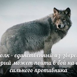 ���� Amarok, �������, 45 ��� - ��������� 21 ������ 2018