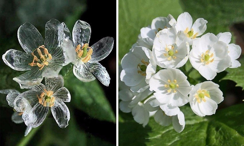    (Diphylleia),      .   ...