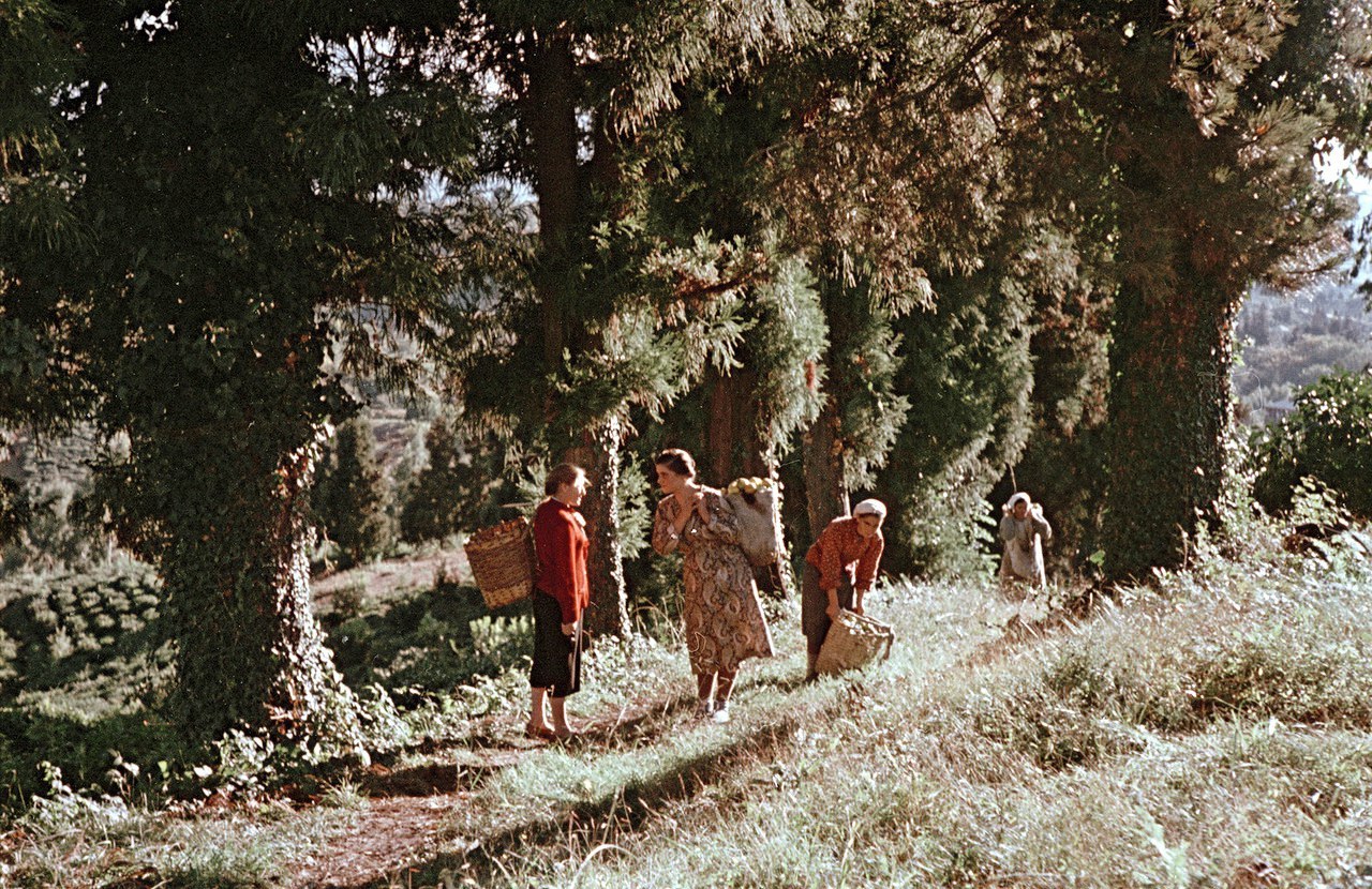    1950-    - 8