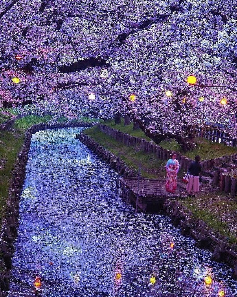 Cherry blossom in Japan.
