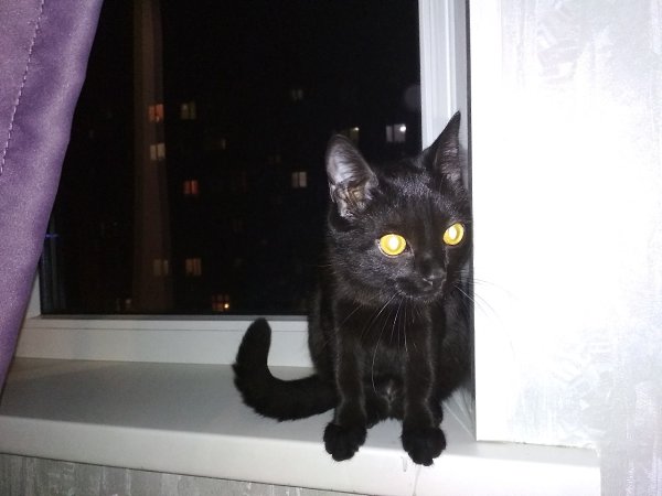 #Безкота_добро.Подобрали на даче маленького котенка в возрасте одного месяца, глаз был заплывший, ... - 5