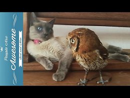 owl